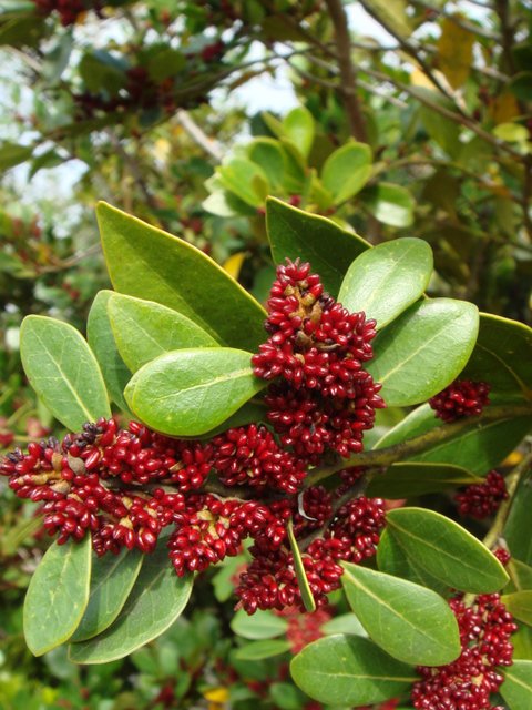 Distylium racemosum fleur detail